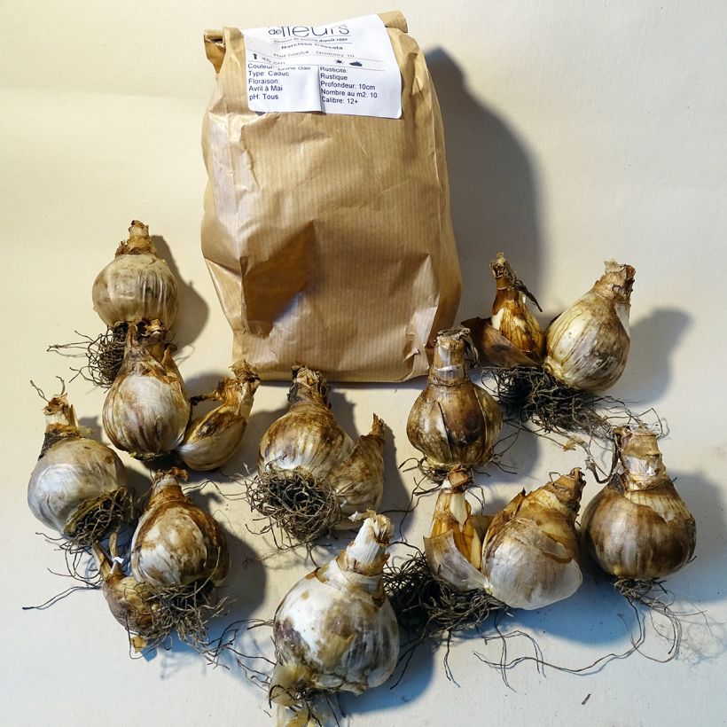 Example of Narcissus Cassata Zwiebel size 12+ as you get