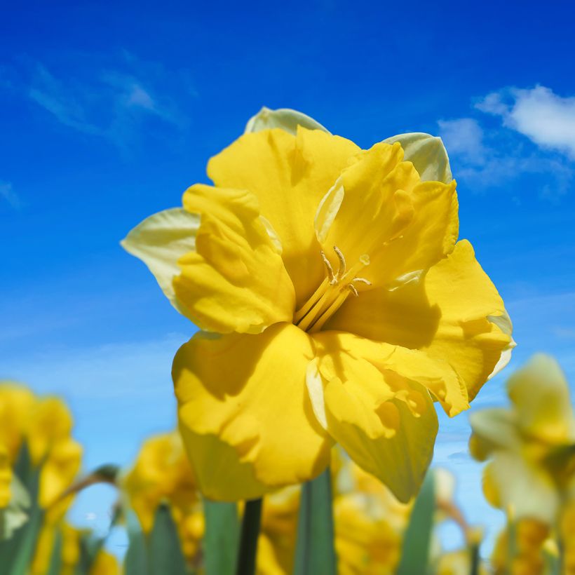 Narcissus Cassata (Flowering)
