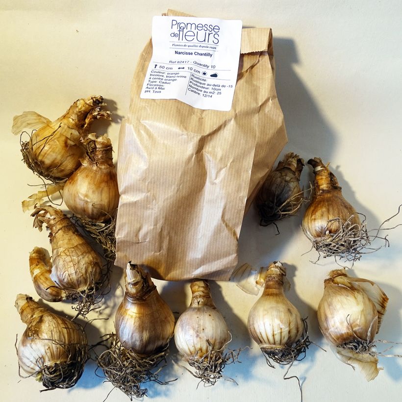 Example of Narcissus Chantilly Zwiebel size 12+ as you get