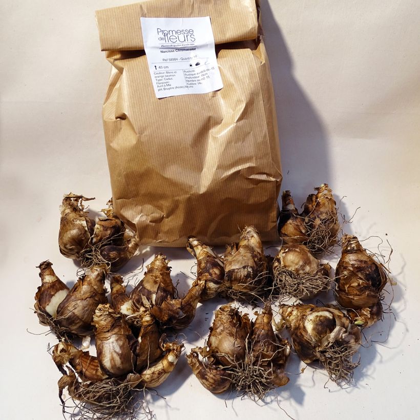 Example of Narcissus Chromacolor Box size 14/16 as you get