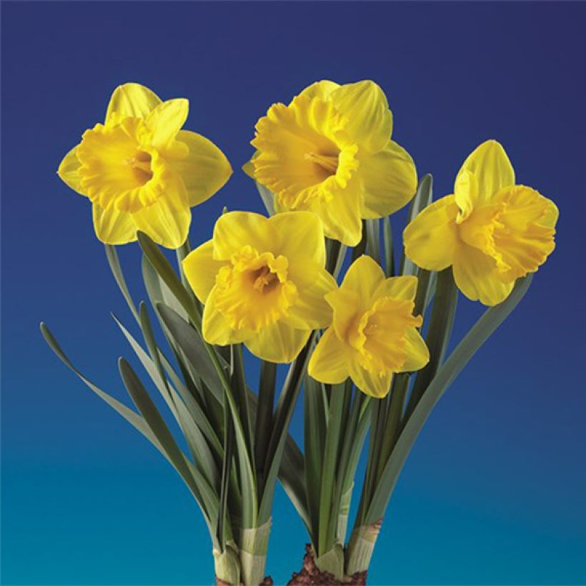 Narcissus tazetta Double Gold Medal (Flowering)