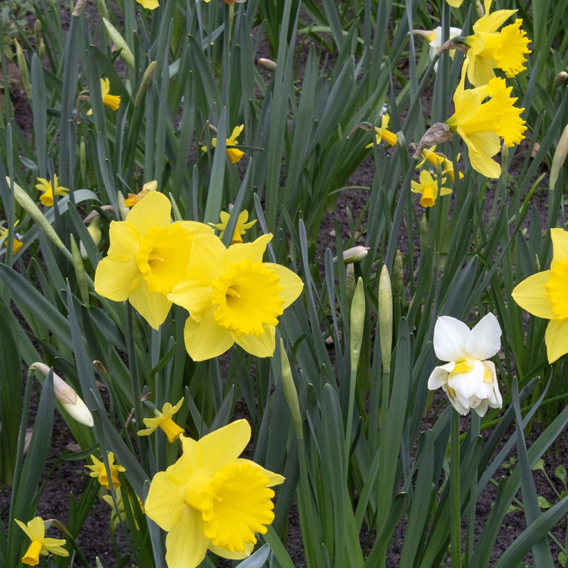 Narcissus Dutch Master (Plant habit)