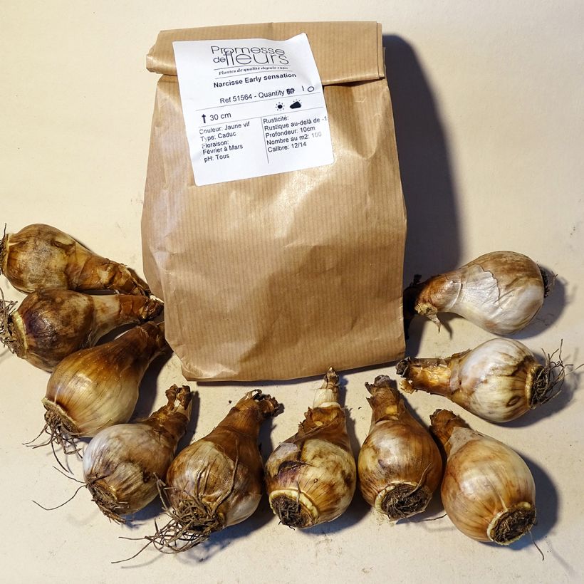 Example of Narcissus Early Sensation Zwiebel size 14+ as you get