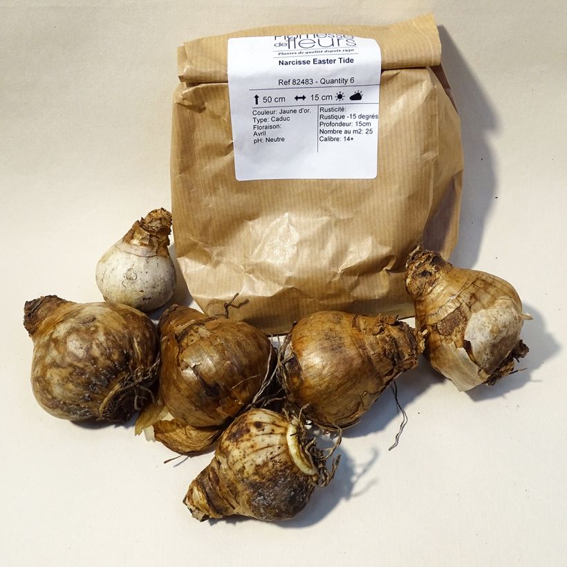 Example of Narcissus Easter Tide Zwiebel size 12 as you get