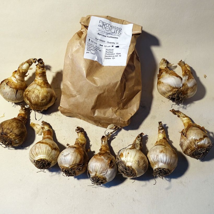 Example of Narcissus Fortissimo Zwiebel size 14/16 as you get