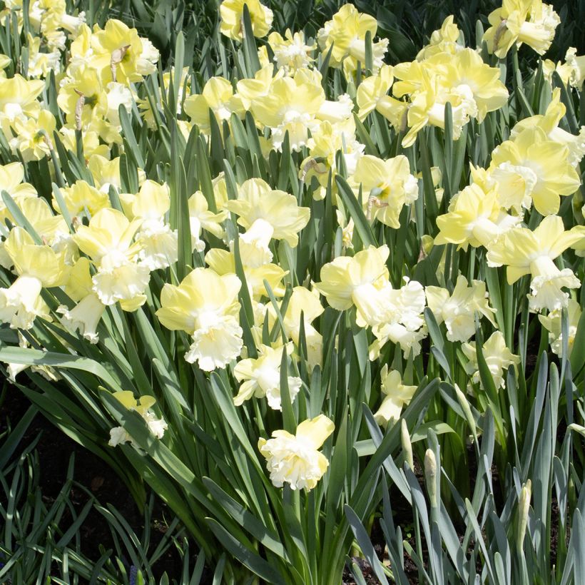 Narcissus Galactic Star (Plant habit)