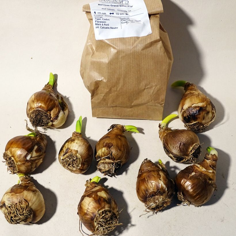 Example of Narcissus tazetta Grand Soleil d Or Zwiebel size 14+ as you get