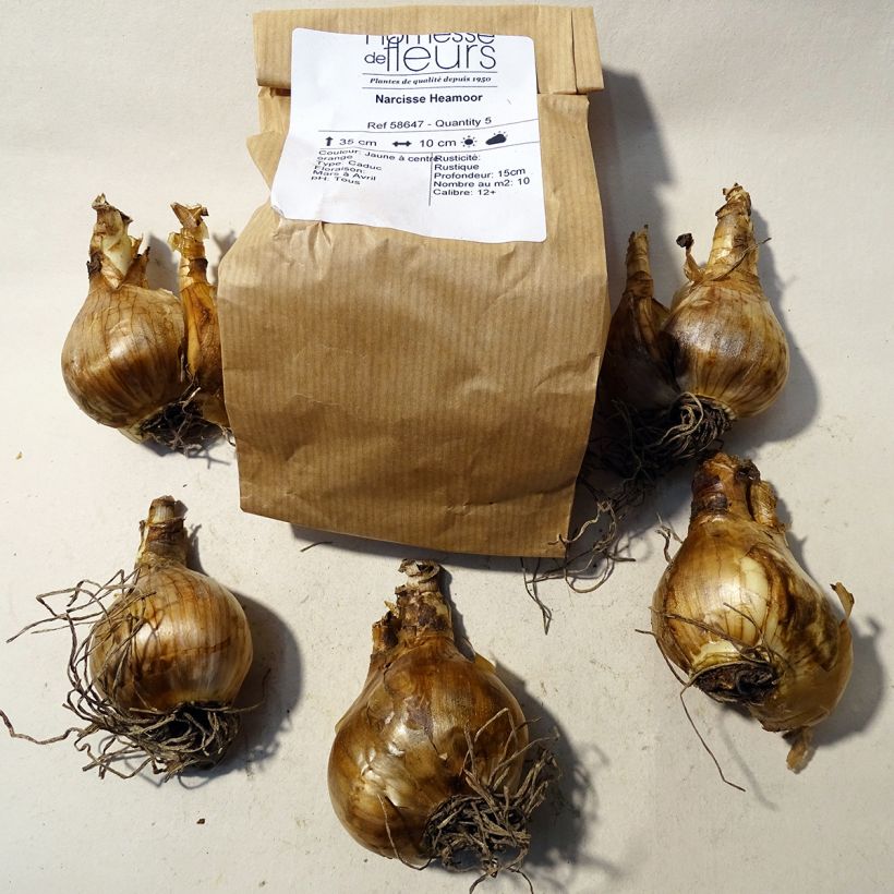 Example of Narcissus Heamoor Zwiebel size 12 as you get