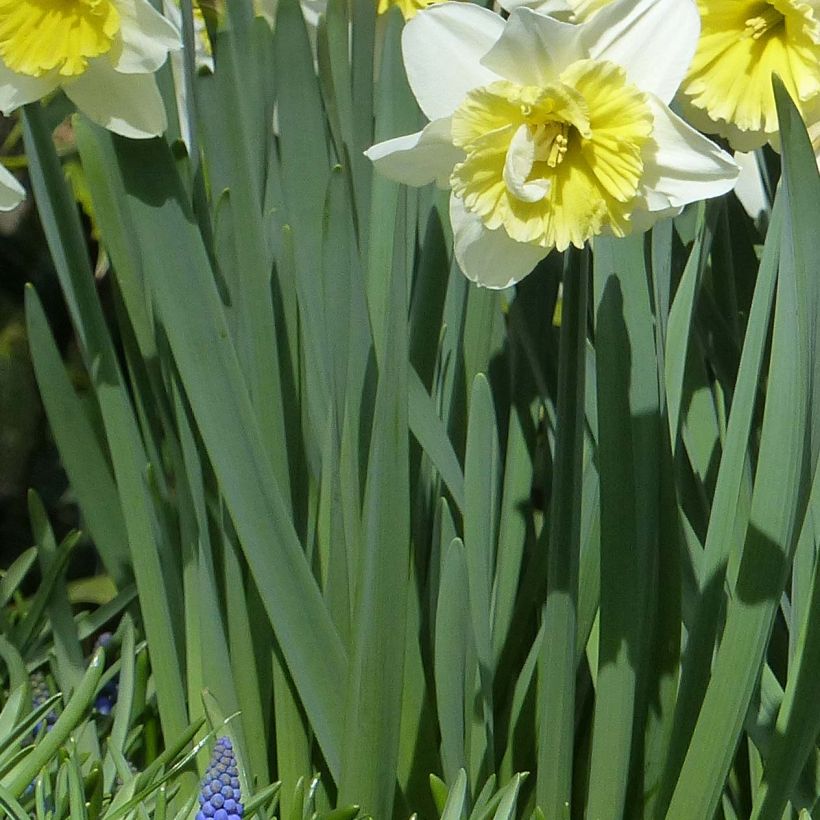 Narcissus Ice Follies (Foliage)