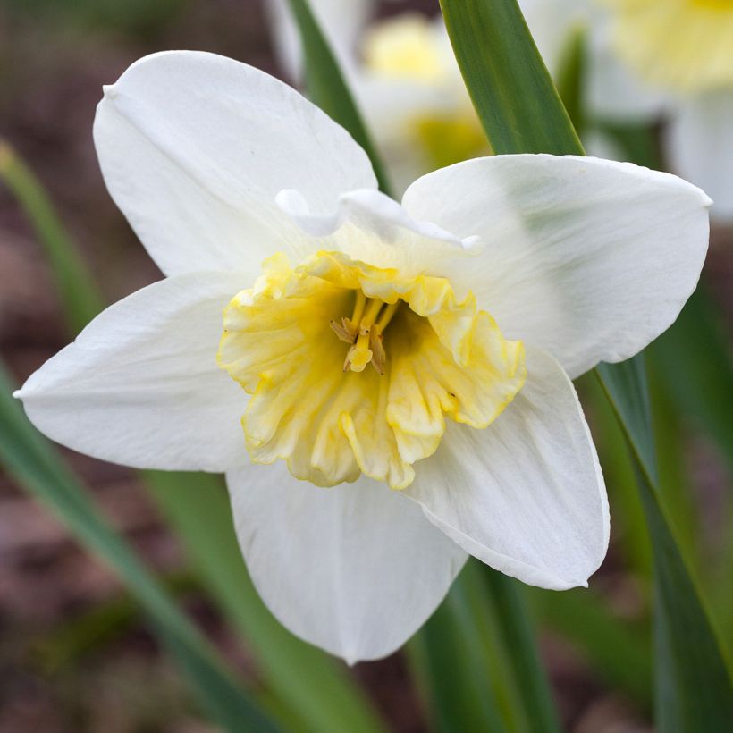 Narcissus Ice Follies (Flowering)
