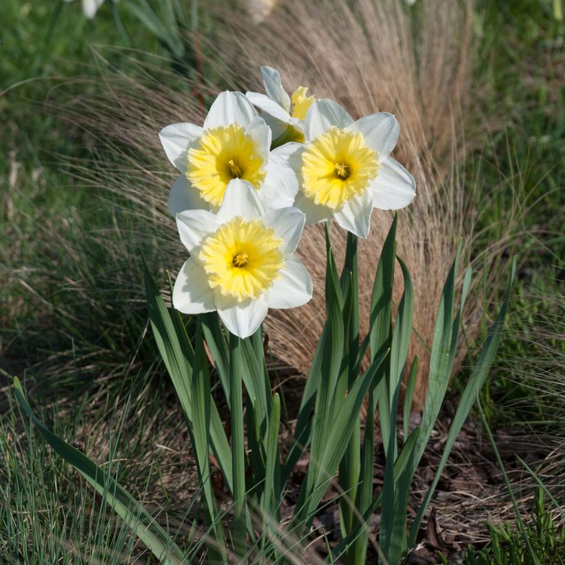 Narcissus Ice Follies (Plant habit)