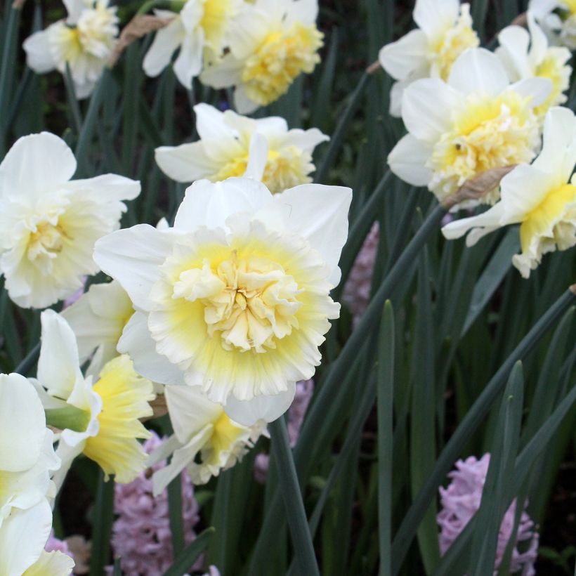 Narcissus Ice King (Flowering)