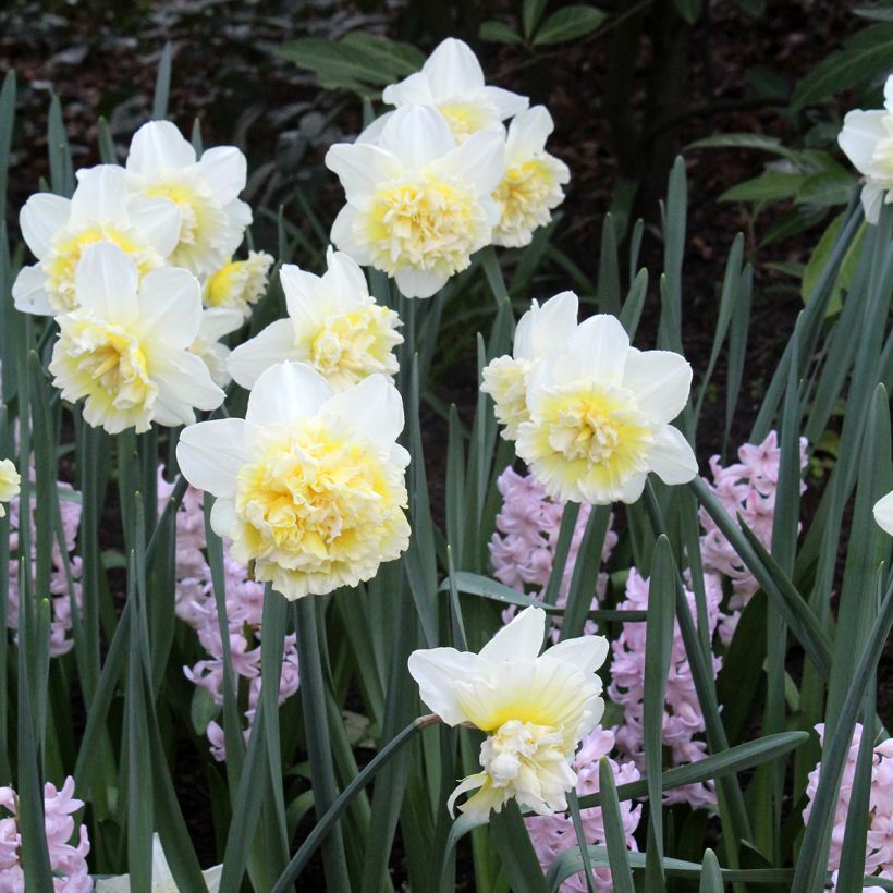 Narcissus Ice King (Plant habit)