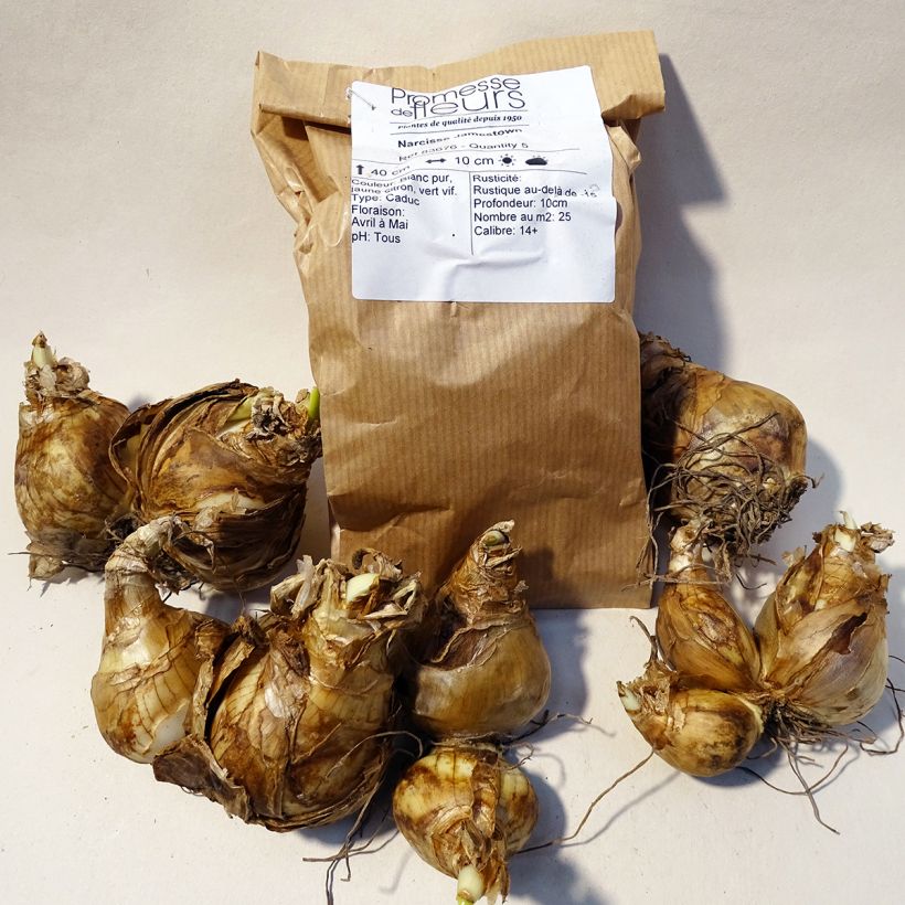 Example of Narcissus Jamestown Zwiebel size 14+ as you get