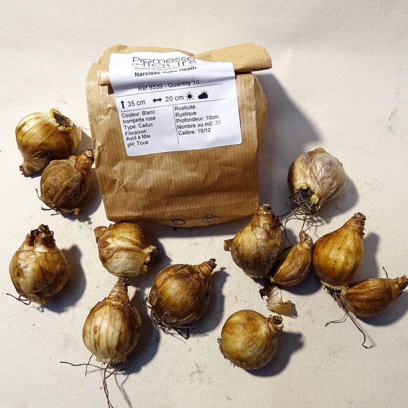 Example of Narcissus Katie Heath Zwiebel size 10+ as you get