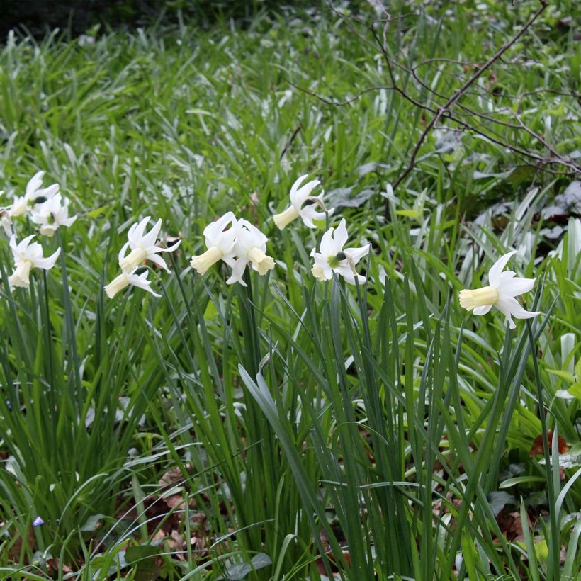 Narcissus Lemon Drops (Plant habit)