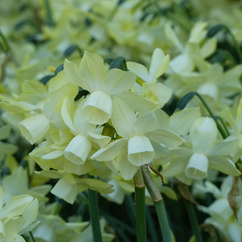 Narcissus Moonlight Sensation (Flowering)
