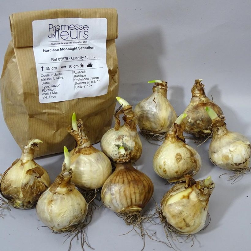 Example of Narcissus Moonlight Sensation Zwiebel size 10+ as you get