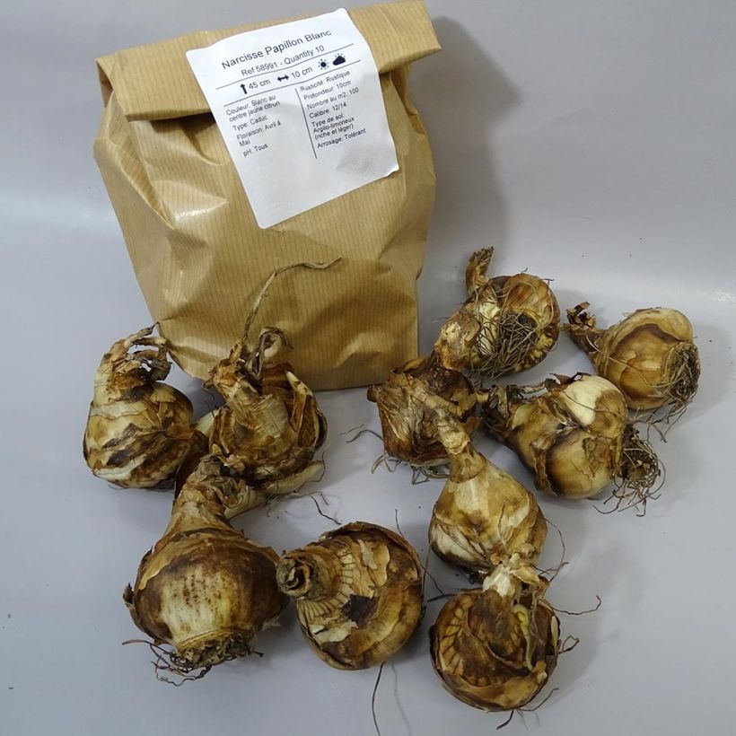 Example of Narcissus Papillon Blanc Zwiebel size 12+ as you get