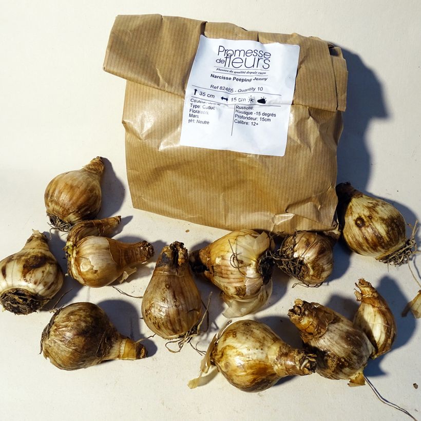 Example of Narcissus cyclamineus Peeping Jenny Zwiebel size 12+ as you get