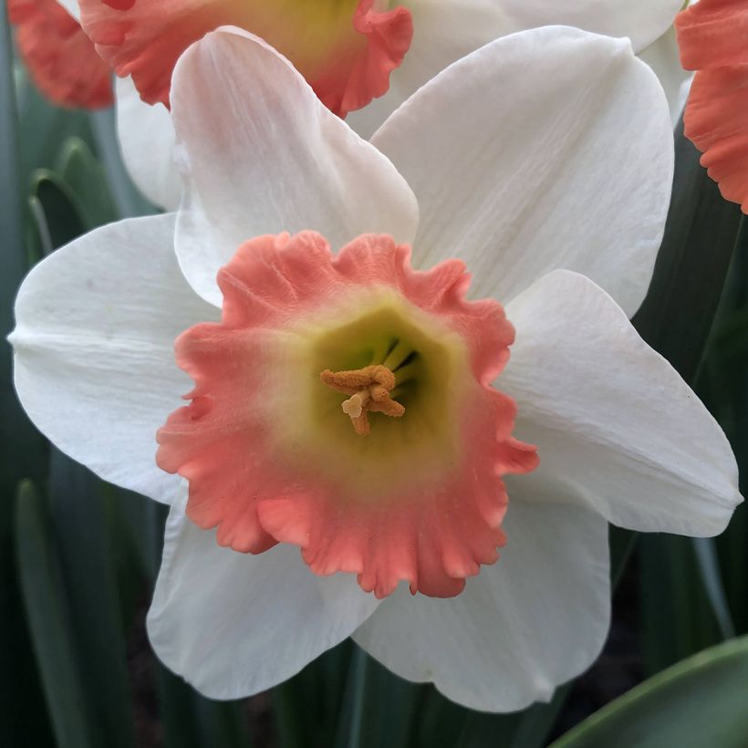Narcissus Pink Charm (Flowering)