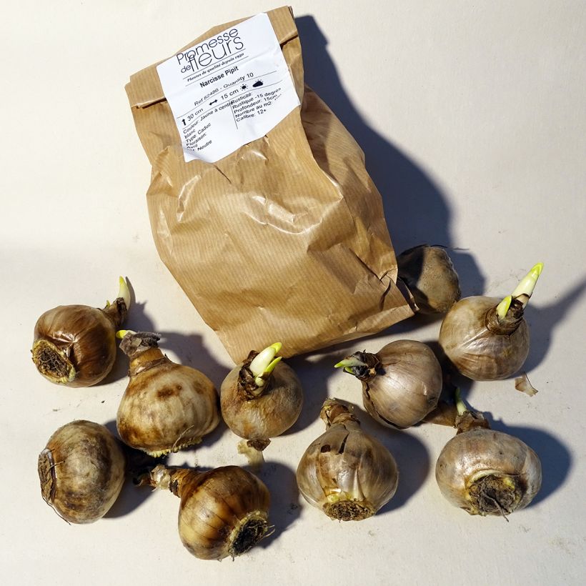 Example of Narcissus Pipit Zwiebel size 12+ as you get