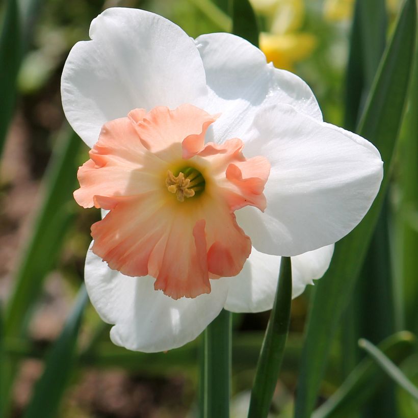 Narcissus Precocious (Flowering)