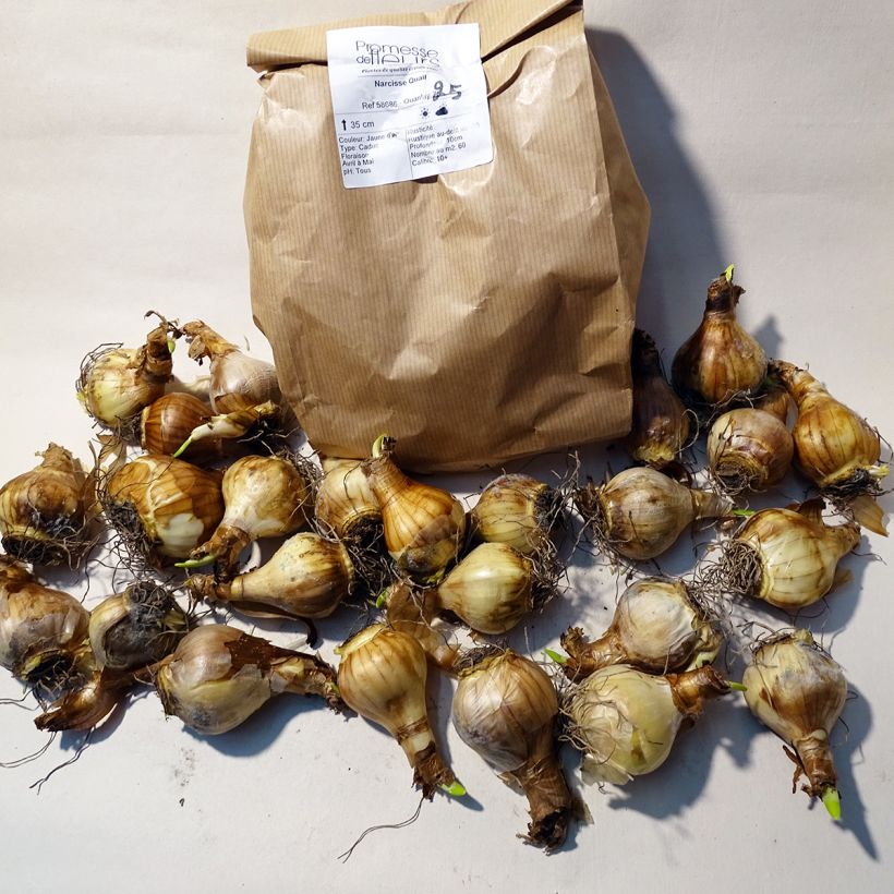 Example of Narcissus Quail Zwiebel Kaliber/Größe 10+ as you get