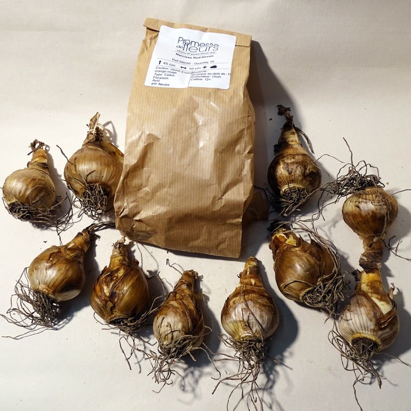 Example of Narcissus Red Devon Zwiebel size 14/16 as you get