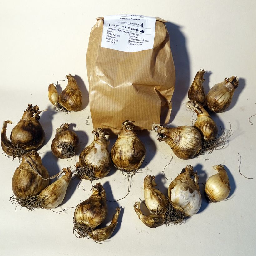 Example of Narcissus cyclamineus Reggae Zwiebel size 10+ as you get