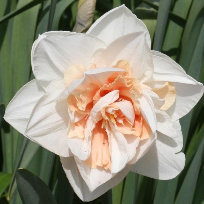 Narcissus Replete (Flowering)