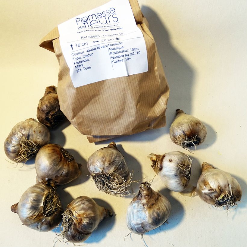 Example of Narcissus Rip van Winkle Zwiebel size 10+ as you get