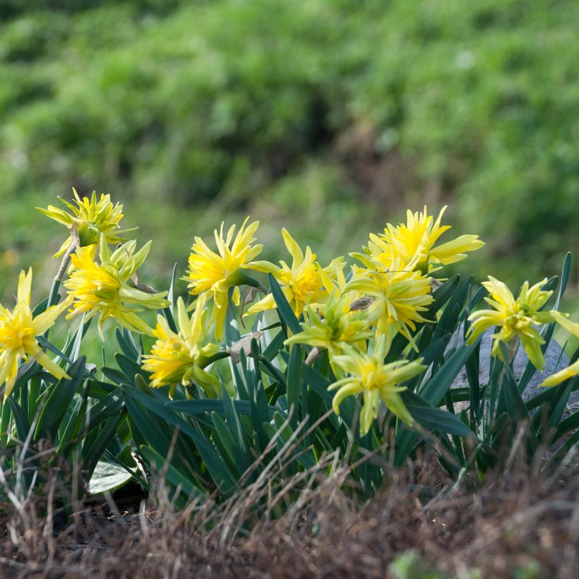 Narcissus Rip van Winkle (Plant habit)