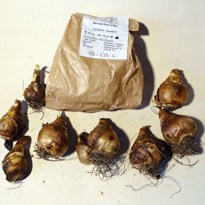 Example of Narcissus Rose of May Zwiebel size 12+ as you get