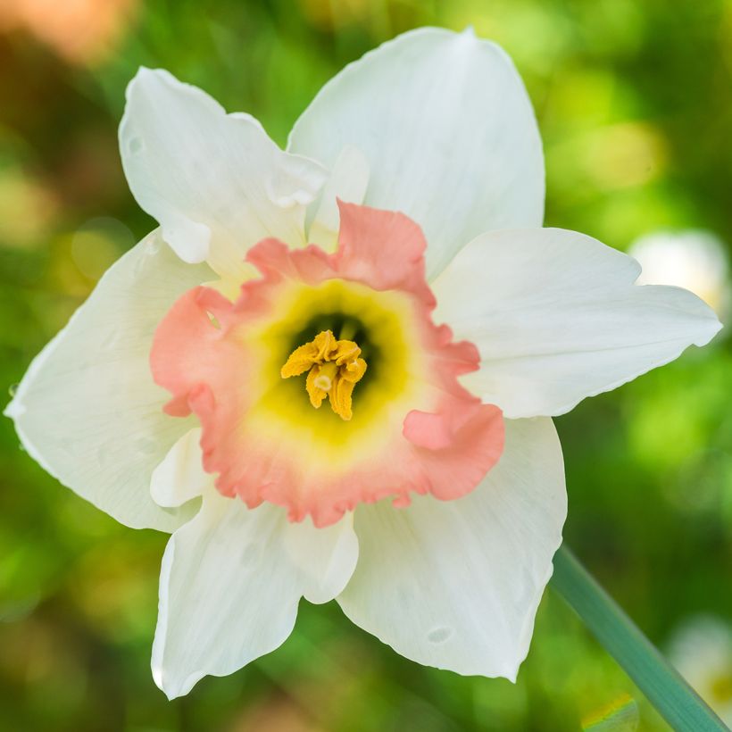 Narcissus Salomé (Flowering)
