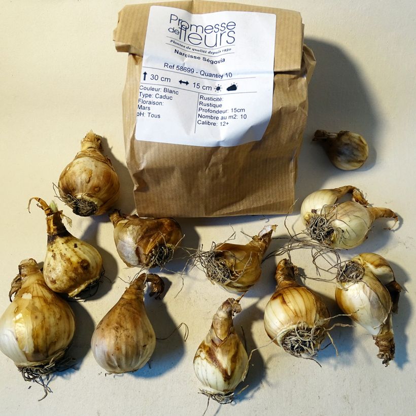 Example of Narcissus Ségovia Zwiebel size 10+ as you get
