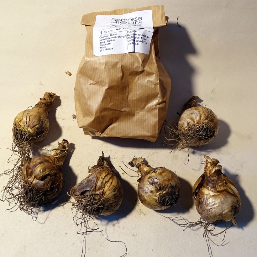 Example of Narcissus cyclamineus Skype Zwiebel size 14/16 as you get