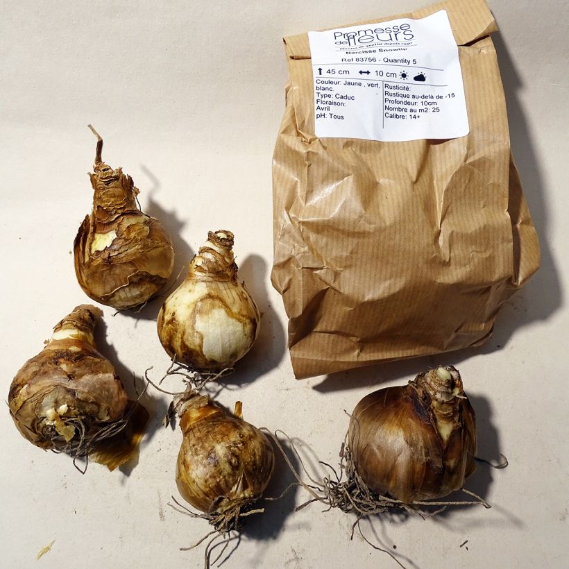 Example of Narcissus Snowtip Zwiebel size 14+ as you get
