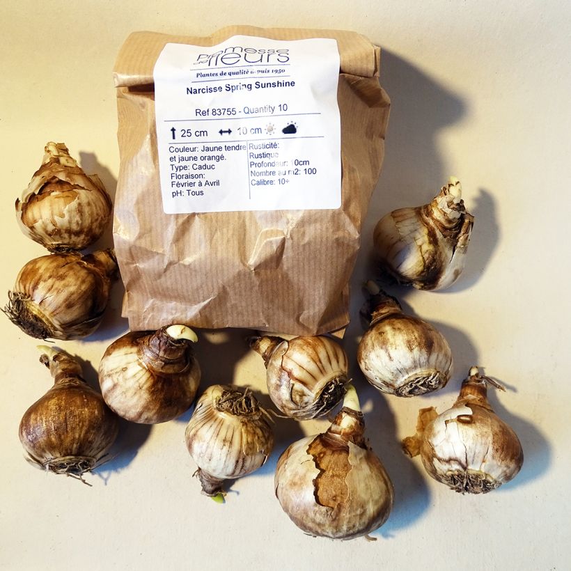 Example of Narcissus Spring Sunshine Zwiebel size 12+ as you get