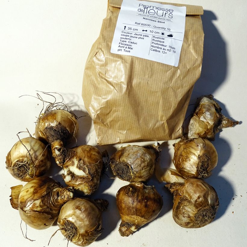 Example of Narcissus Stint Zwiebel size 12+ as you get