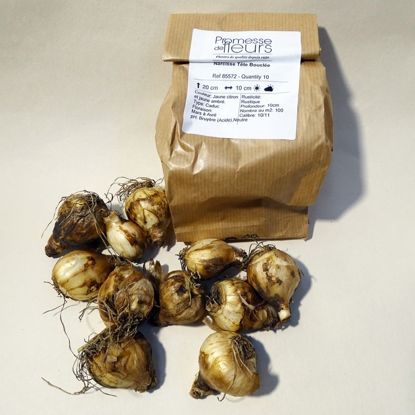 Example of Narcissus cyclamineus Tête Bouclée Zwiebel size 10 as you get