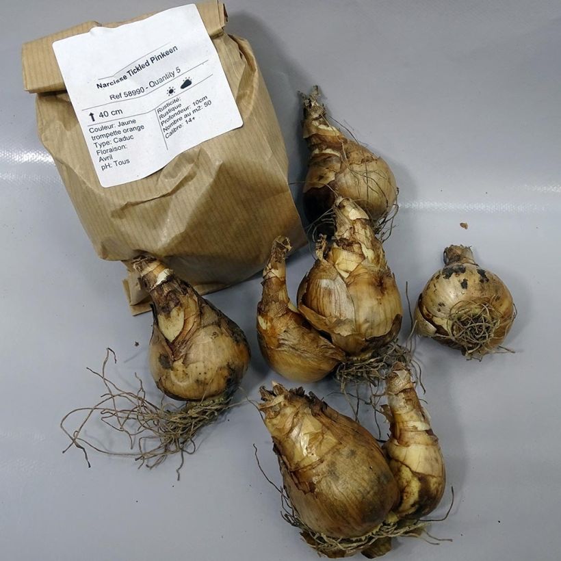 Example of Narcissus Tickled Pinkeen Zwiebel size 12+ as you get