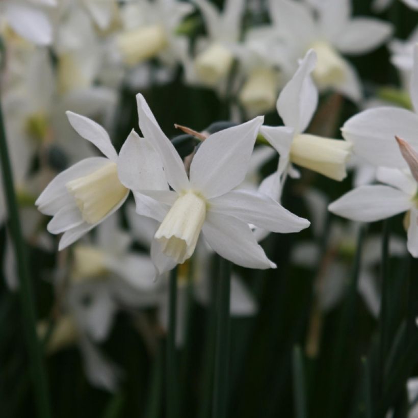 Narcissus cyclamineus Toto (Flowering)