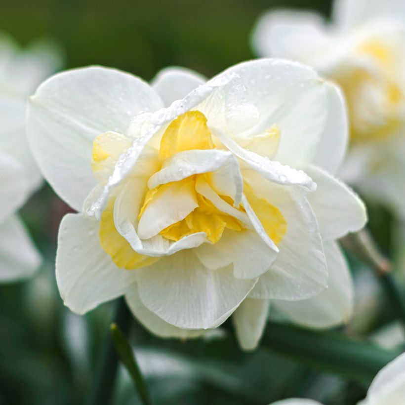 Narcissus White Lion (Flowering)