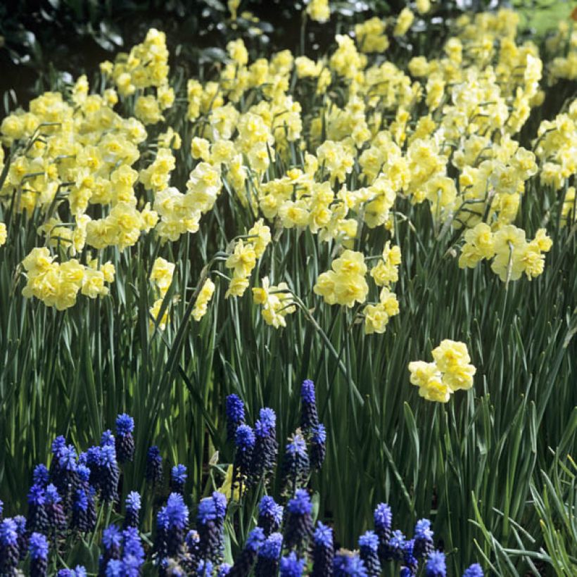 Narcissus Yellow Cheerfulness (Plant habit)