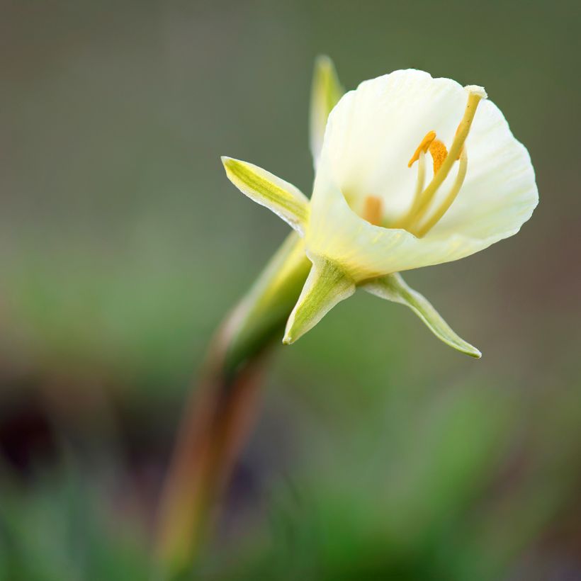 Narcisse bulbocodium White Petticoat (Blüte)