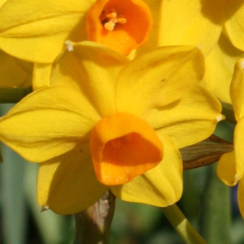 Narcissus tazetta Grand Soleil d Or (Flowering)