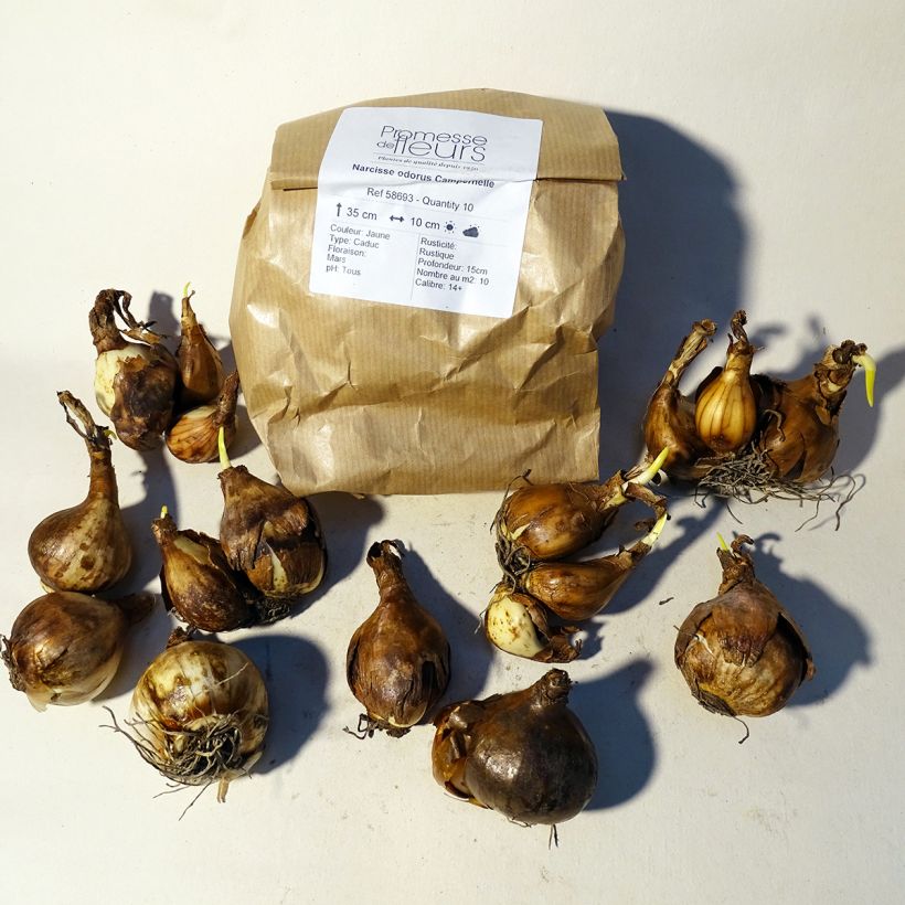 Example of Narcissus odorus Campernelle Zwiebel size 10+ as you get