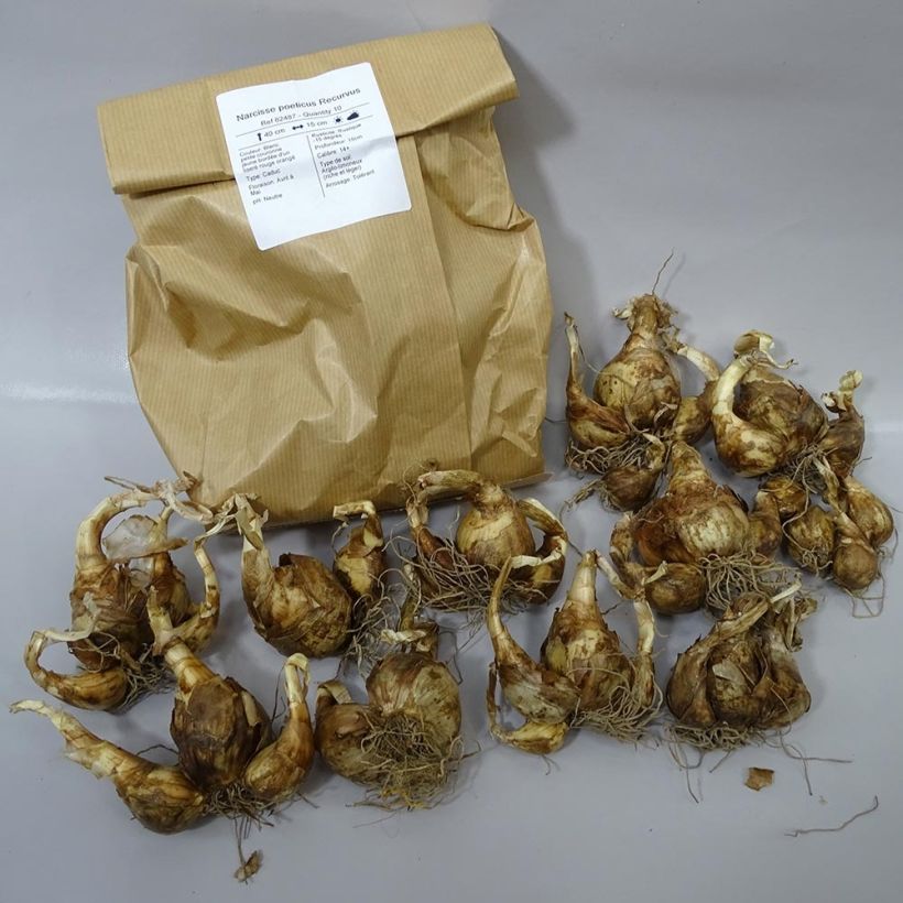 Example of Narcissus poeticus recurvus Zwiebel size 12+ as you get