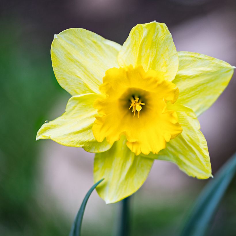 Narcissus pseudonarcissus (Flowering)